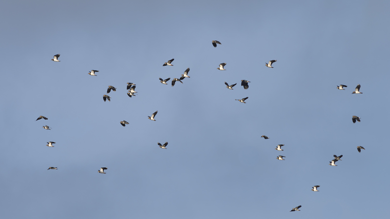 Birds in flight - Pentax User