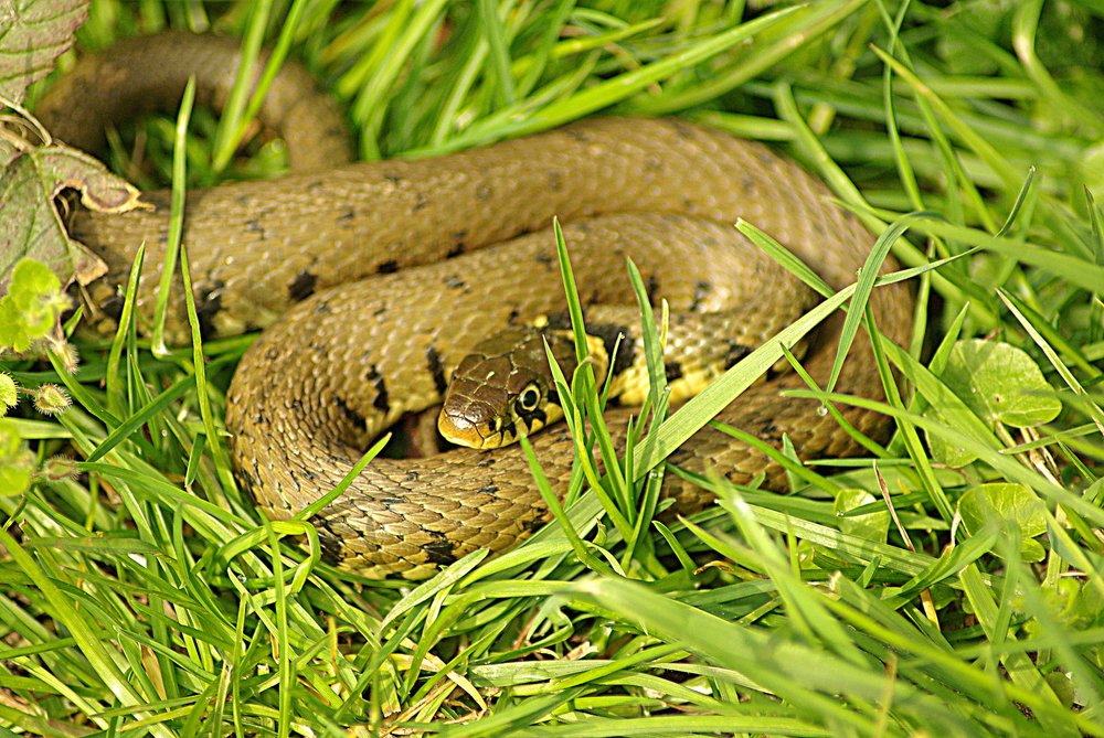 grass-snake