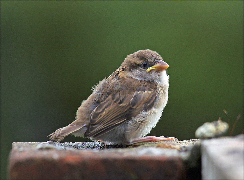 Fledgling Sparrow By Coker - Pentax User