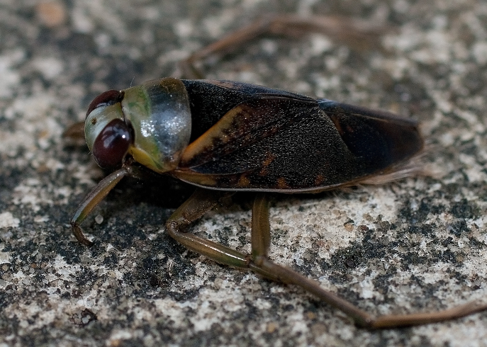 species-of-uk-week-29-water-boatmen-corixa-and-notonecta