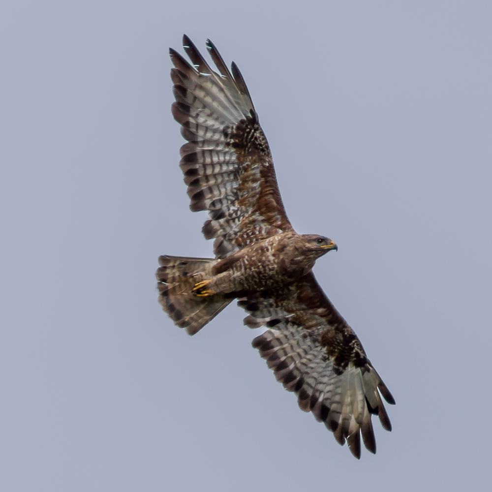 Buzzard