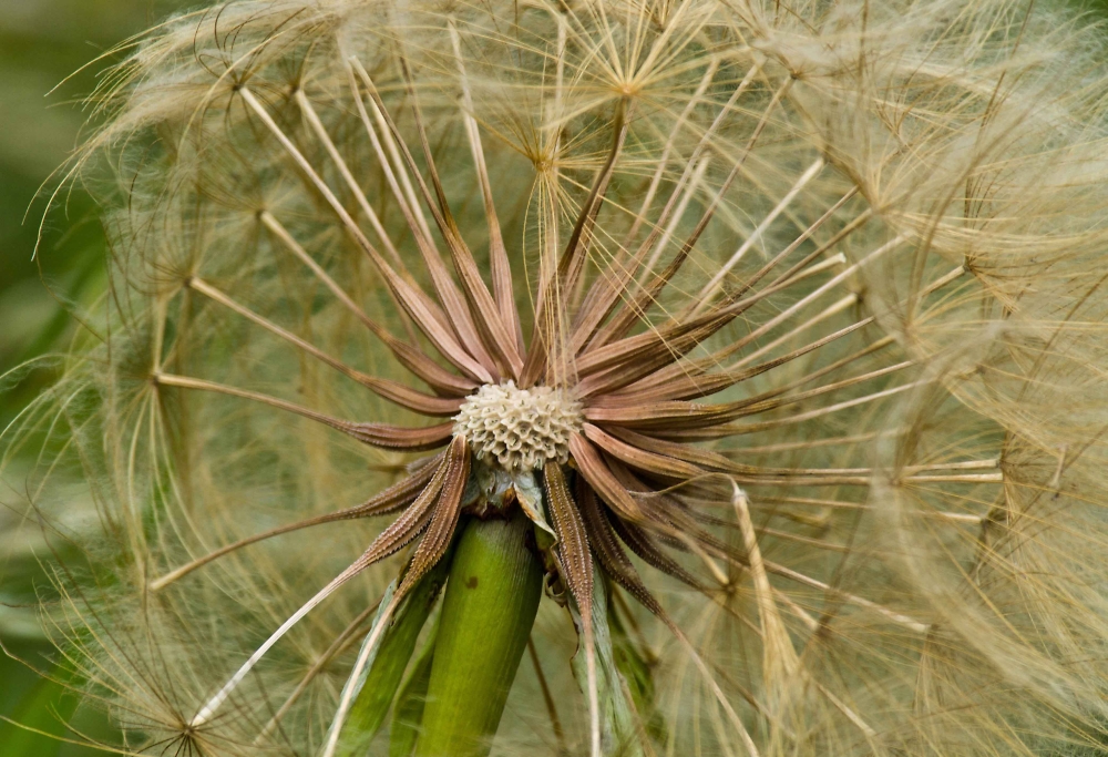 Cornflower Seedhead